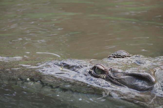 Crocodile Tour