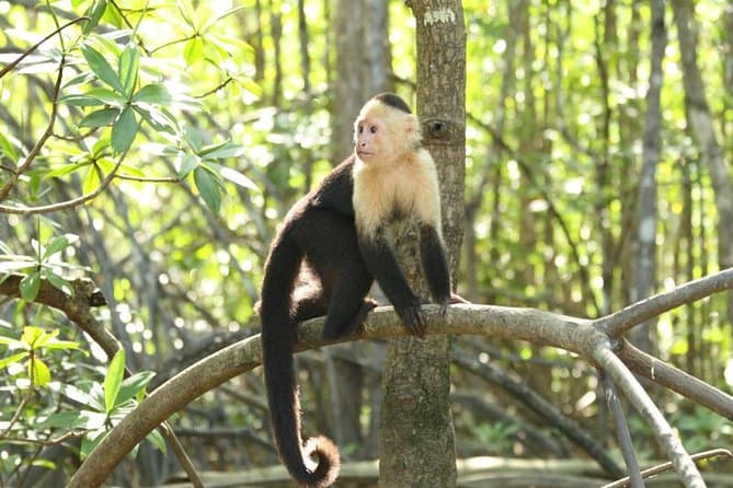 Monkey Mangrove Boat Tour