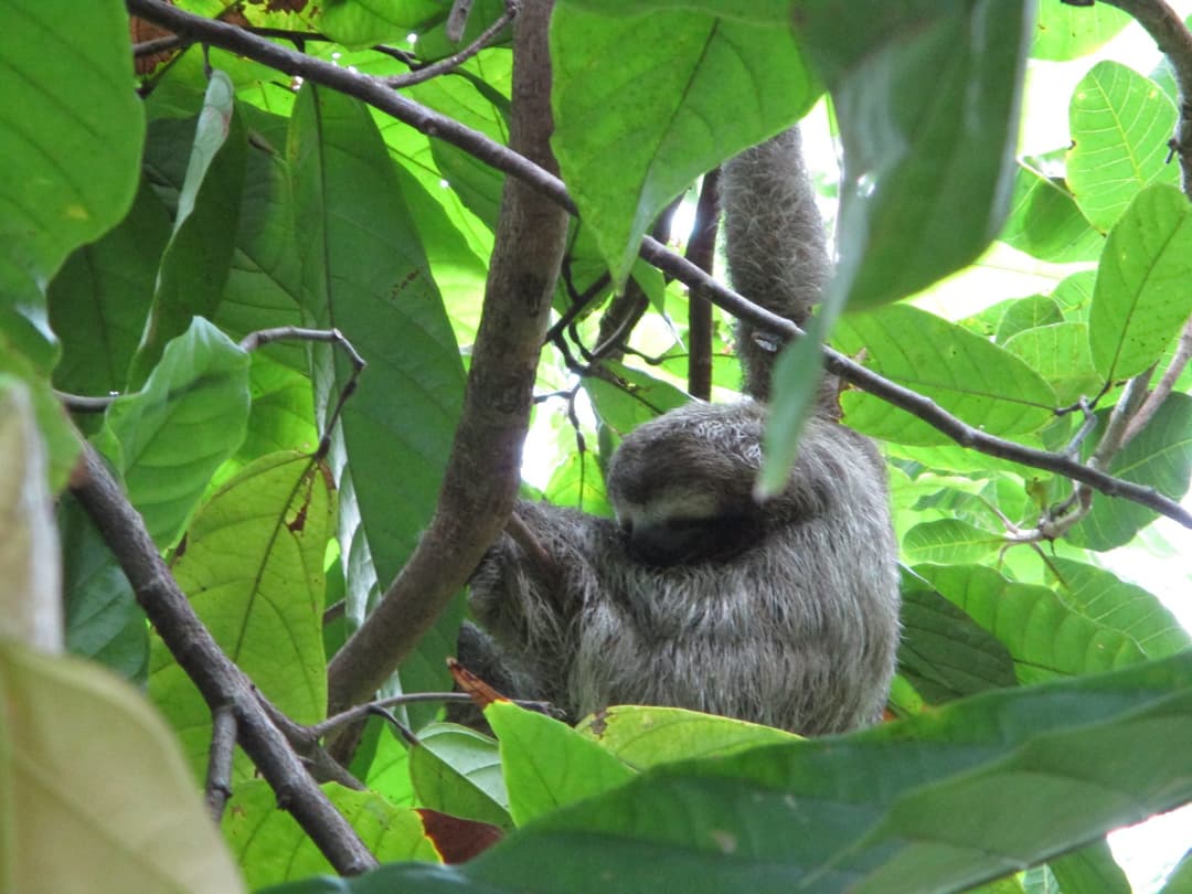 Monkey Mangrove Boat Tour