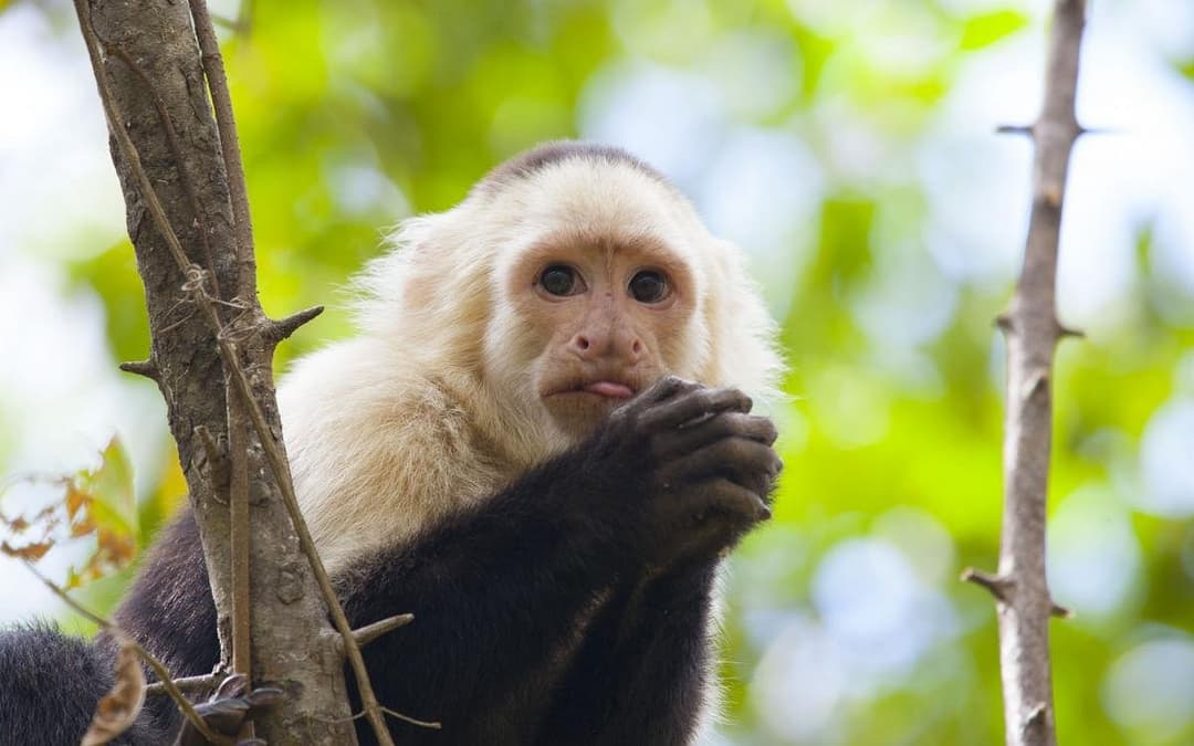 Monkey Mangrove Boat Tour